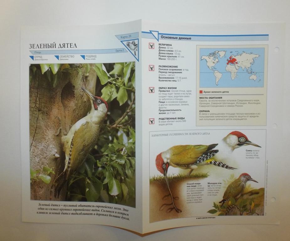 Зеленый дятел. Энциклопедия В мире дикой природы. International Masters Publishers