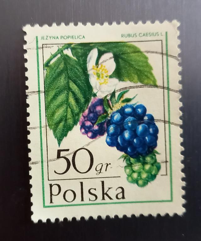 Польша 1977 год Флора. Ягоды. Ежевика Гаш