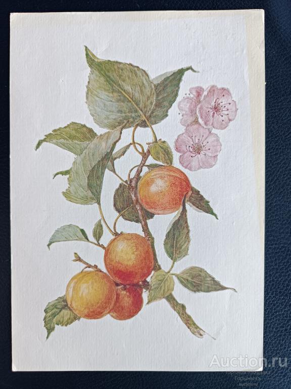 Открытка Флора Абрикос обыкновенный