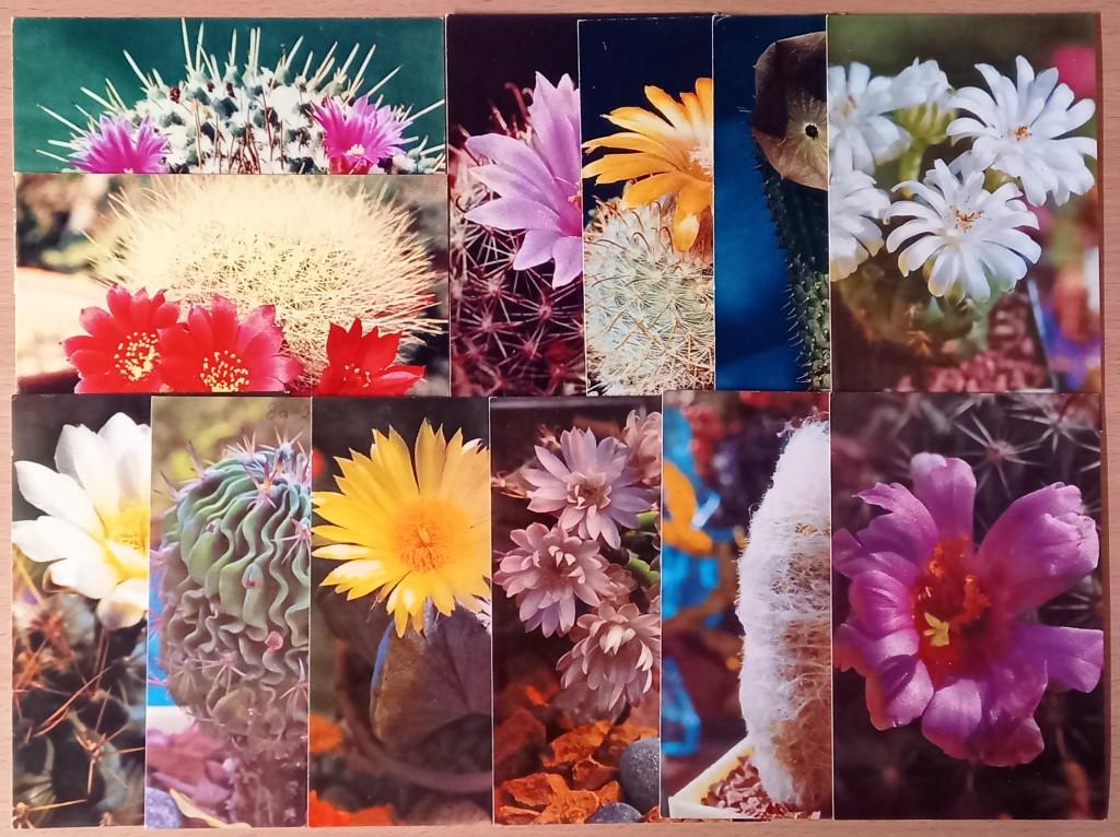 К28.257 КАКТУС КАКТУСЫ, ОТКРЫТКИ 12 ШТУК ОДНИМ ЛОТОМ