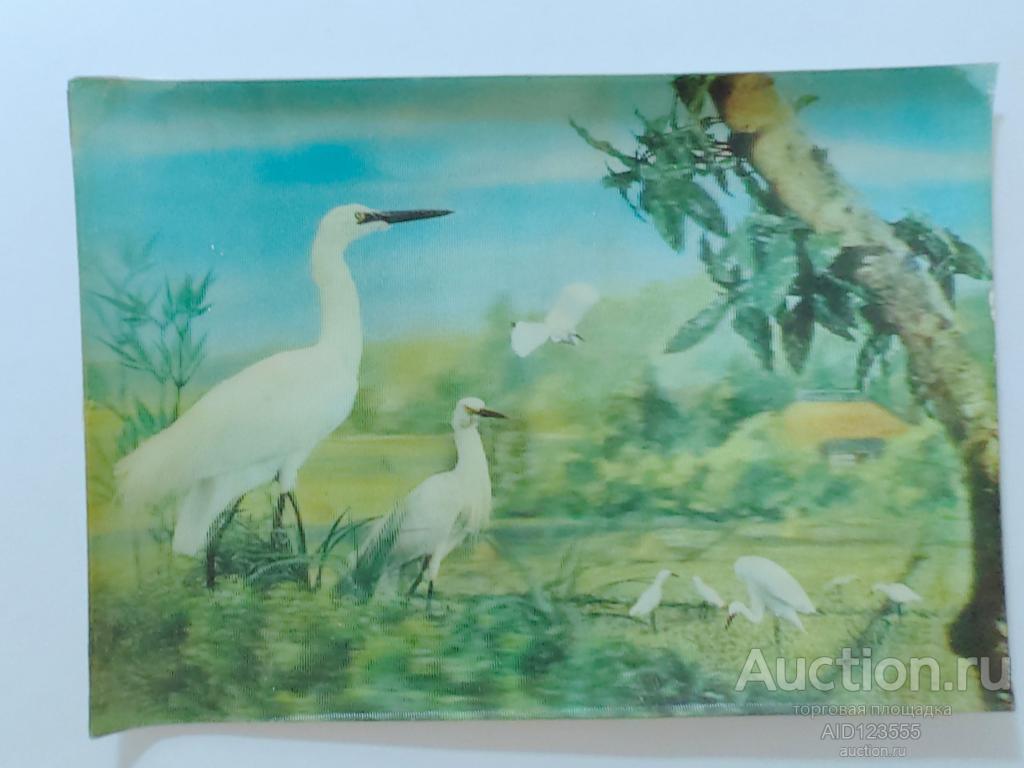 Открытка Фауна Аист Аисты Птица Германия Стерео Объемная