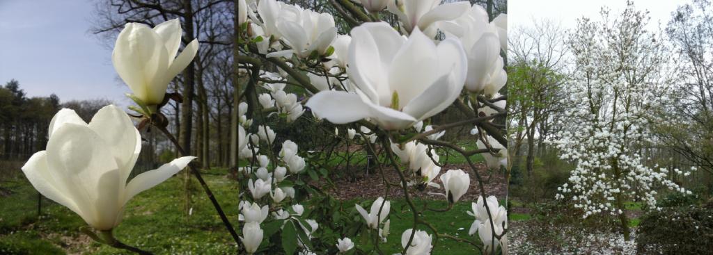 Магнолия СЕМЕНА и САЖЕНЦЫ магнолии АВГУСТА КЕРА     США  ЛОТ 14/4