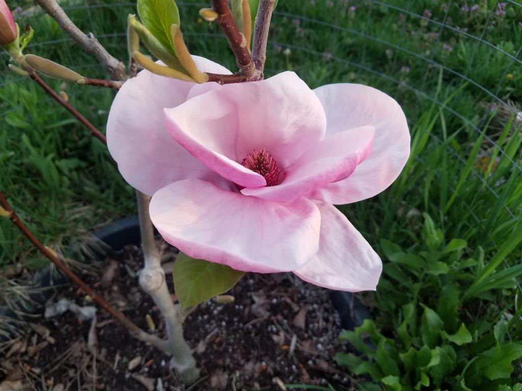 Магнолия РОЗОВЫЙ КВАРТЦ  магнолии от Знаменитого ДЕНИСА ЛЕДВИНЫ   ЛОТ 2/3