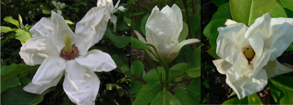 Магнолия ЧАРЛЬЗ КОУТС  магнолии ЧАРЛЬЗА КОАТСА АНГЛИЯ    ЛОТ 12/8