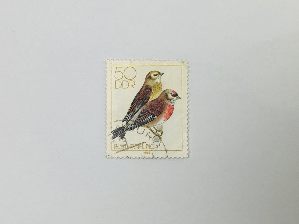 Местные певчие птицы. Коноплянка. Фауна. Германия. 1979. Михель: DD 2393. Гашен