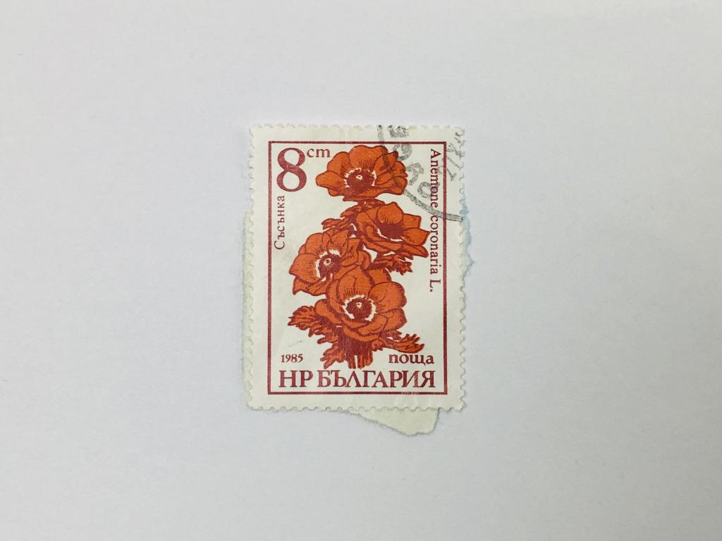 Садовые цветы. Ветреница корончатая. Флора. Болгария. 1986. Михель: BG 3490. Гашен