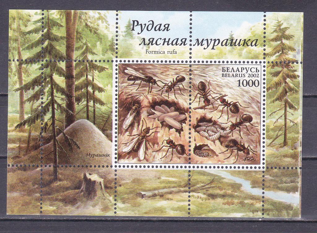 Марки  Беларусь Белоруссия 2002 г. Муравьи MNH ** Фауна Насекомые