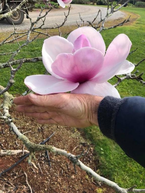Магнолия СЕМЕНА и САЖЕНЦЫ  ЛЕГЕНДАРНЫЕ магнолии ДОМА ЖЮРИ    ЛОТ 1/4