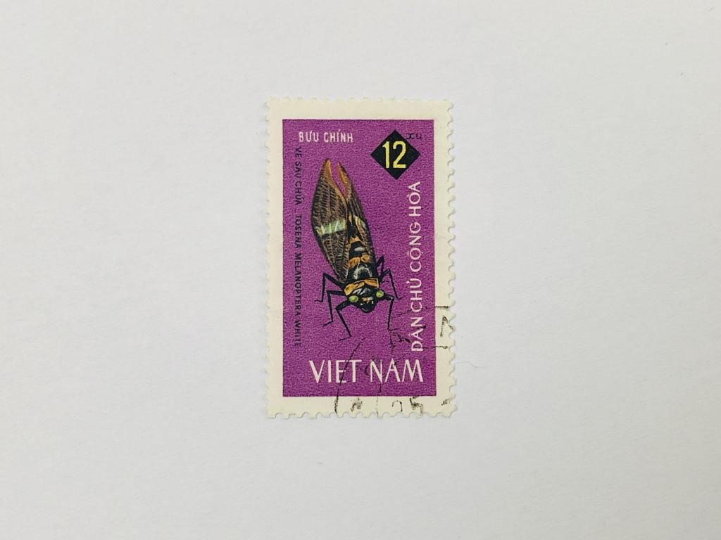 Насекомые. Полужесткокрылые, кокциды. Tosena melanoptera. Фауна. Вьетнам. 1965. Mi: VN 382. Гашен