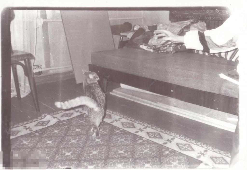 Кошка в комнате. 1970-80-е гг.