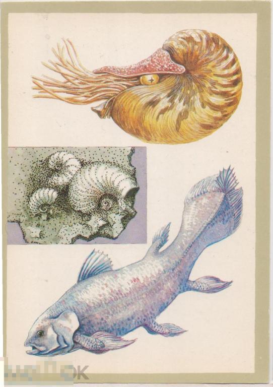 А. Семенцов-Огиевский. Наутилус, латимерия, раковины моллюсков. 1983 г.