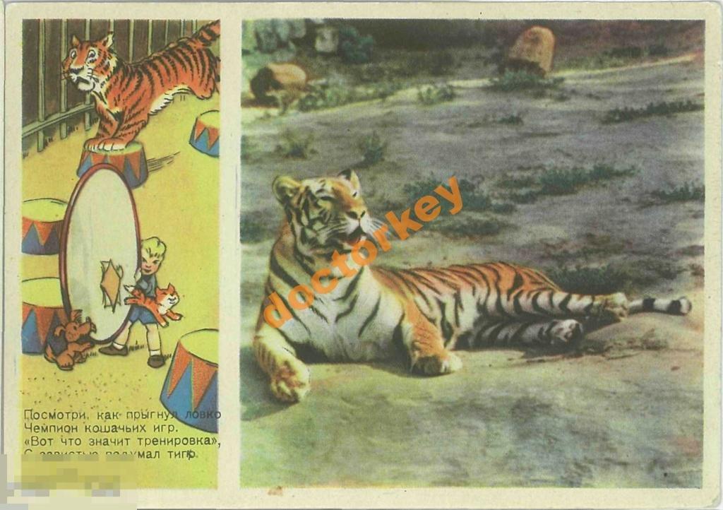 Р. Кочанов. Тигр. 1955 г.