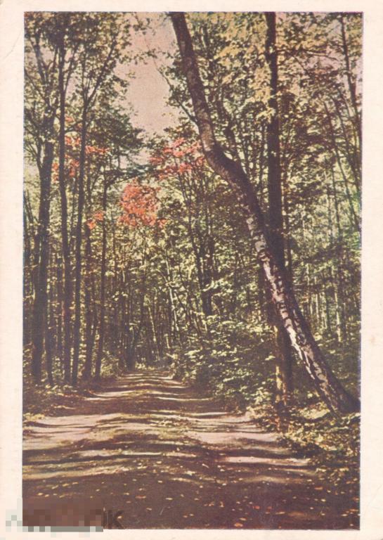 Ясная Поляна. Дорога к могиле Л.Н. Толстого. 1952 г.