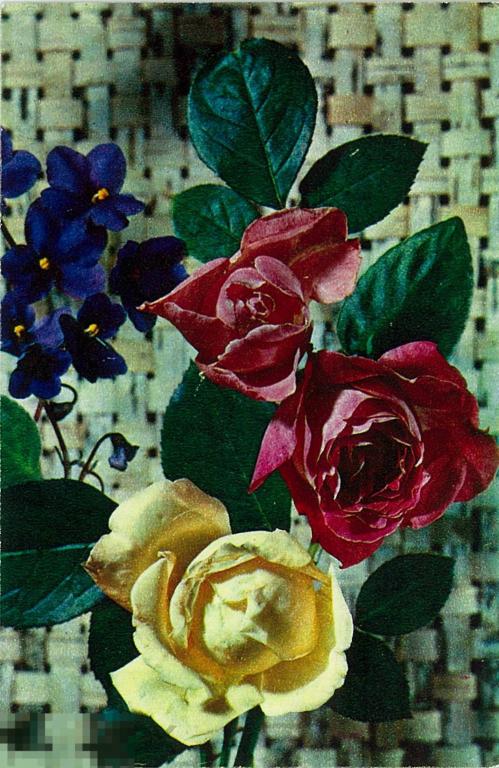 Б. Максимов. Розы и фиалки. 1972 г.