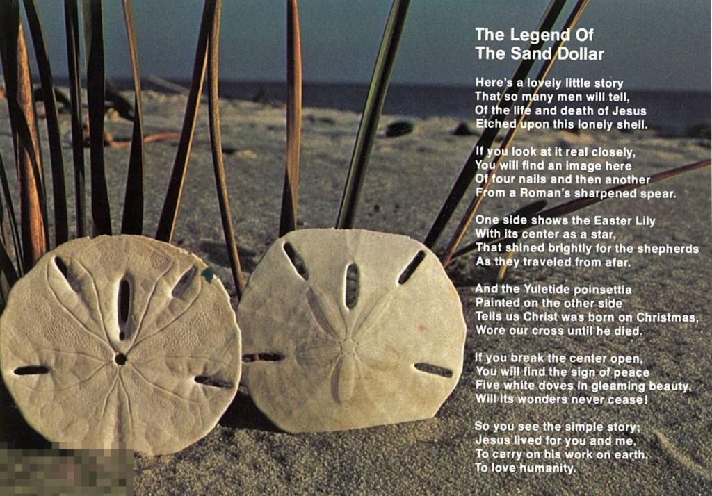 США. Carolina sand dollars. Плоские морские ежи Каролины. 2000-е гг.