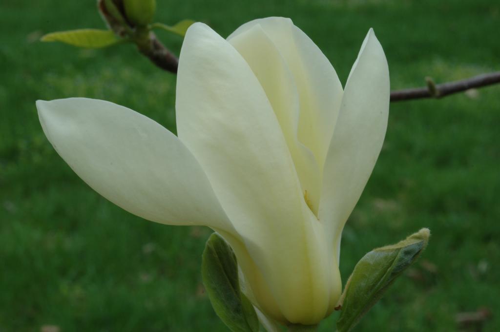 Магнолия СЕМЕНА и САЖЕНЦЫ  магнолии ФИЛА СЭВИДЖА США   ЛОТ 15/4