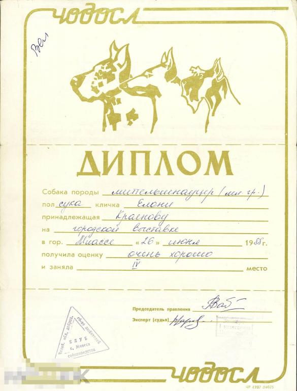Диплом городской выставки собак. Миттельшнауцер. 4 место. Миасс, 1988 г