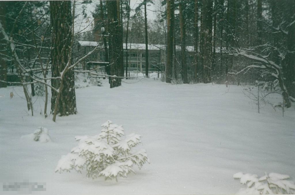 Зимний лес. Последняя неделя ноября 2004 г.