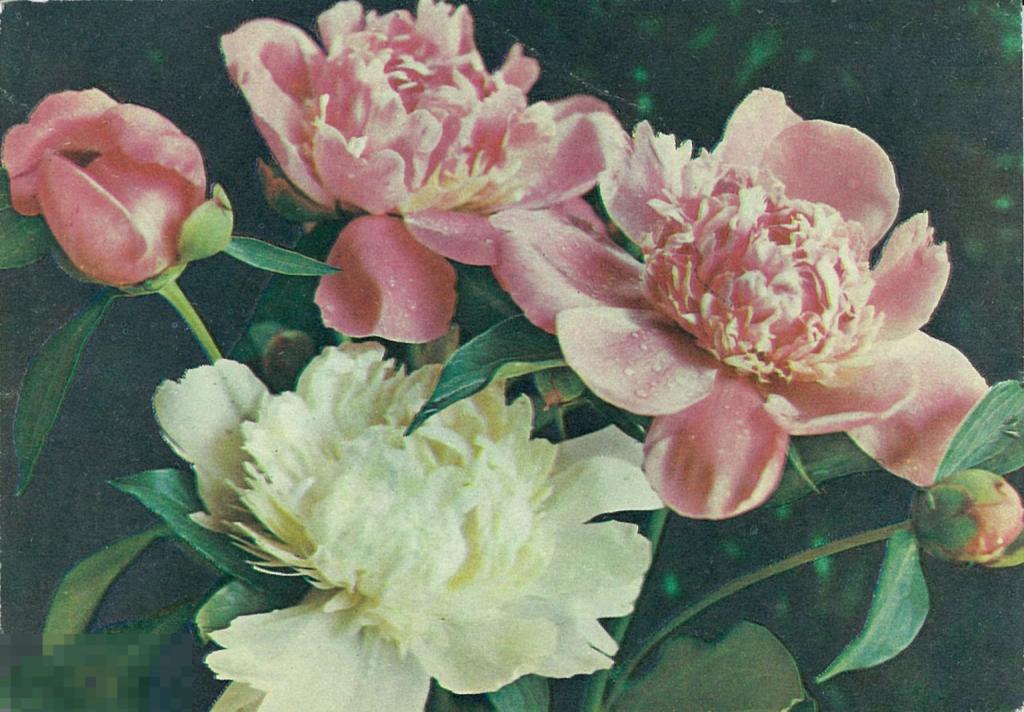 Г. Костенко. Пионы. 1974 г.