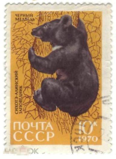 1970. Сихотэ-Алиньский заповедник. Черный медведь