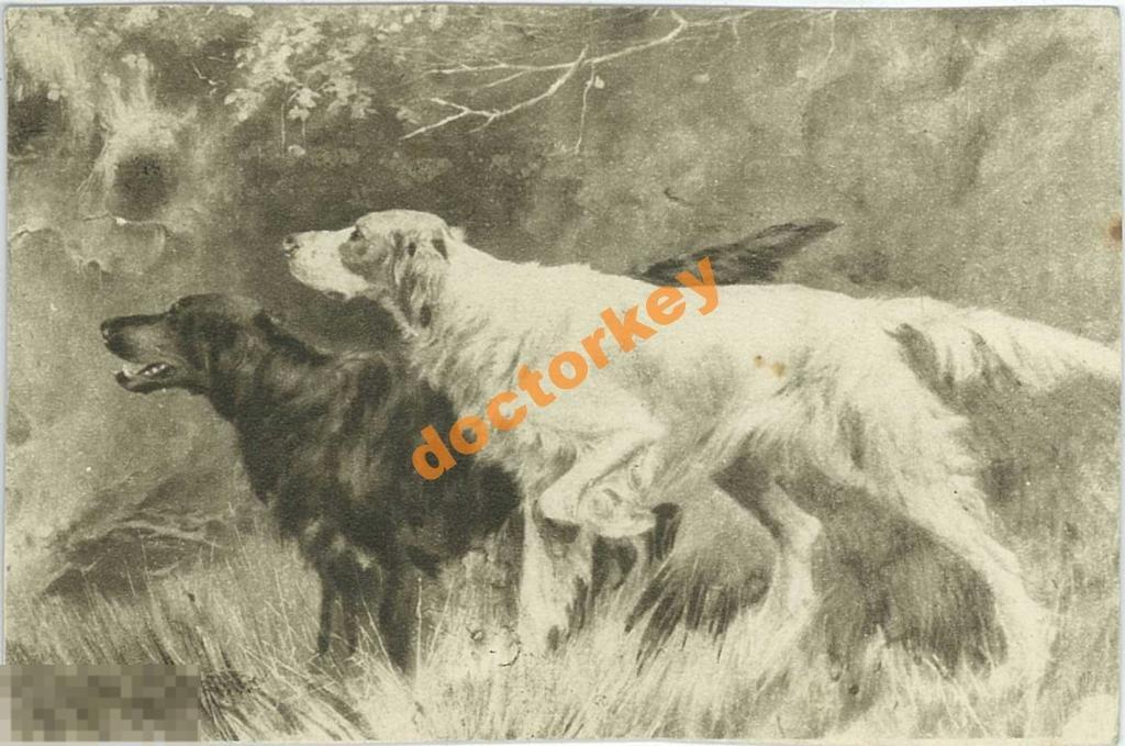Блинкс Blinx. У добычи. Собаки. 1930-е гг. Чистая