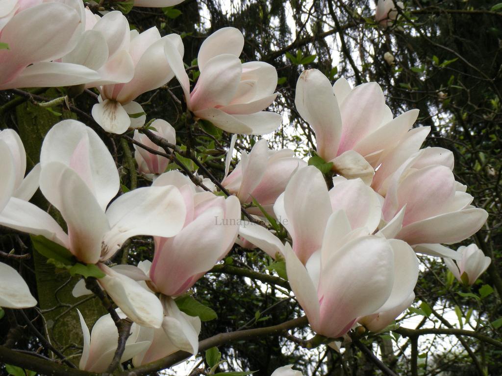 Магнолия РУМЯНЫЙ АЛЕБАСТР магнолии НЕПРЕВЗОЙДЁННОГО  ТОДДА ГРЭШЕМА  ЛОТ 3/1