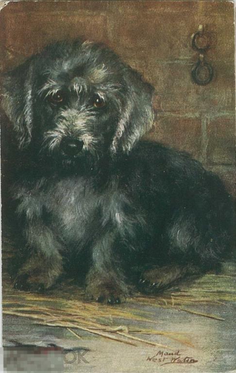 Англия. Денди-динмонт-терьер. Шотландский терьер