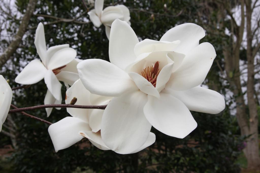 Магнолия ДАВИД магнолии НЕПРЕВЗОЙДЁННОГО  ТОДДА ГРЭШЕМА  ЛОТ 3/8