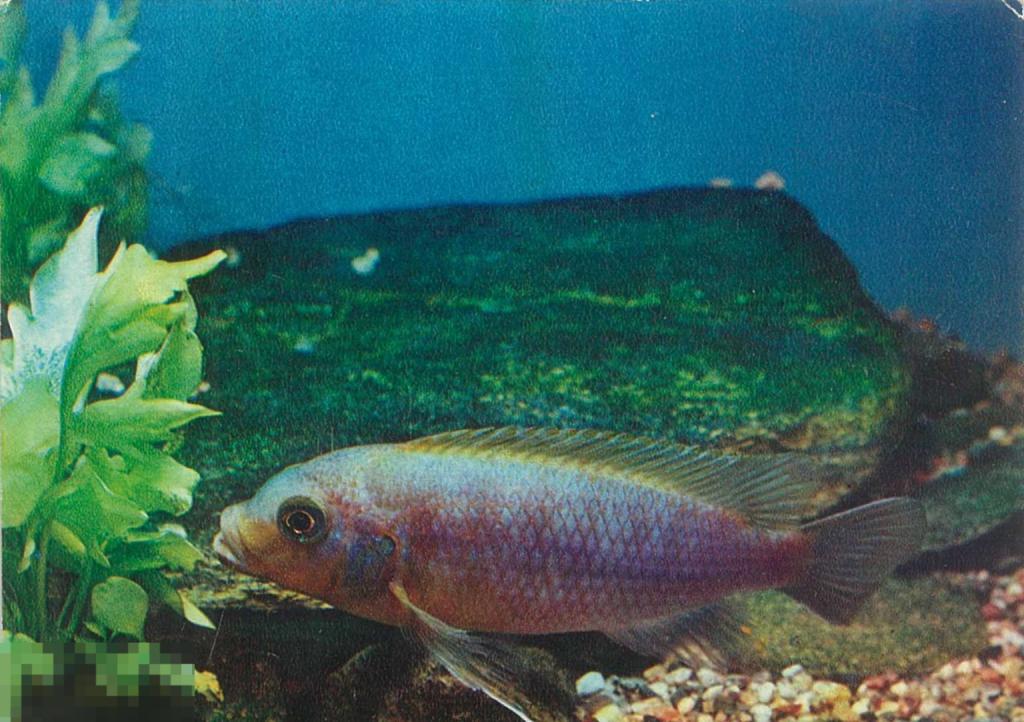 Аквариумные рыбки. Сиреневый псевдотрофеус. 1982 г.