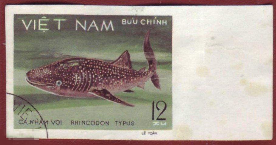 Вьетнам Китовая акула Rhincodon без перфорации