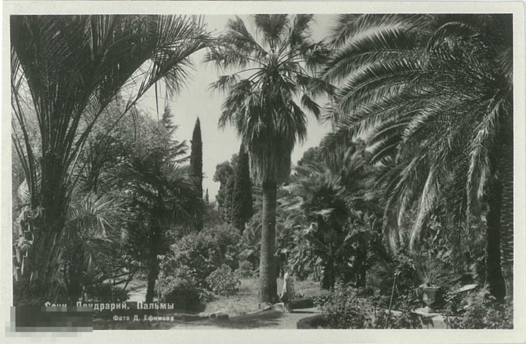 Сочи. Дендрарий. Пальмы. 1951 г.
