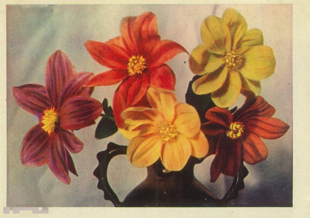 Е. Игнатович. Георгины в вазе. 1960 г.