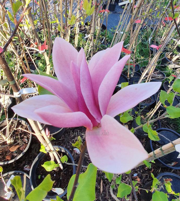 Магнолия ПАМЯТИ МАРИАННЫ магнолии МИХАЭЛЬ ГОТШАЛК -ЕВРОПА  ЛОТ 10/15