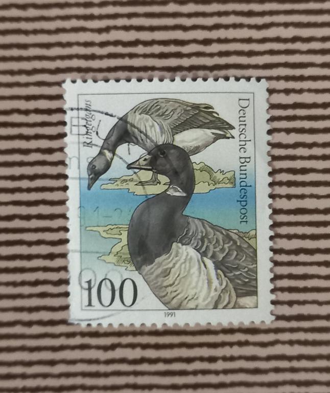 Германия ФРГ 1991 Год Фауна Птицы   Брент Гусь Гаш