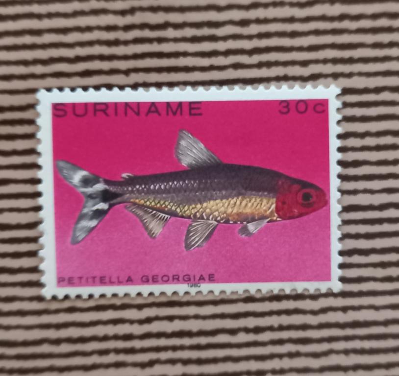 Суринам 1980 год Фауна Рыбы Катоприон менто MNH