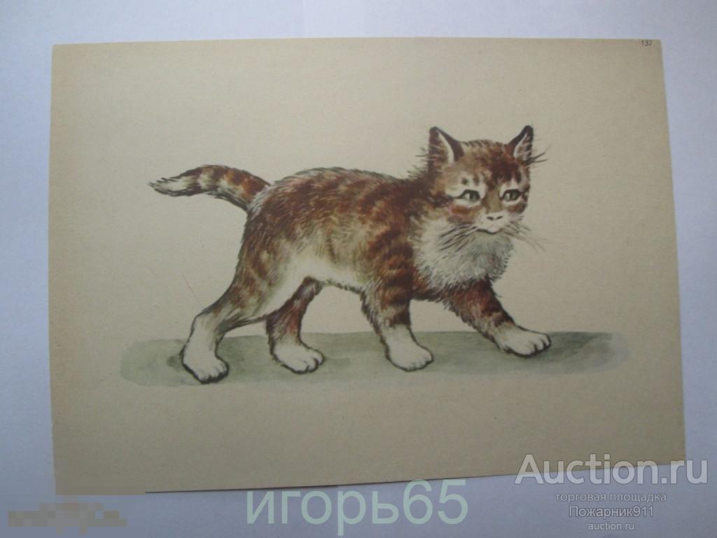 Плакат ?  Наглядное пособие    Учебное пособие  Кошка