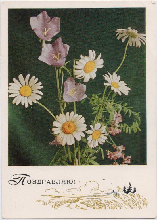 Геодаков А. Поздравляю! Ромашки. 1969 г.