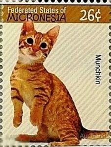 2007. Микронезия. Кошка. Mi.: 1836 **