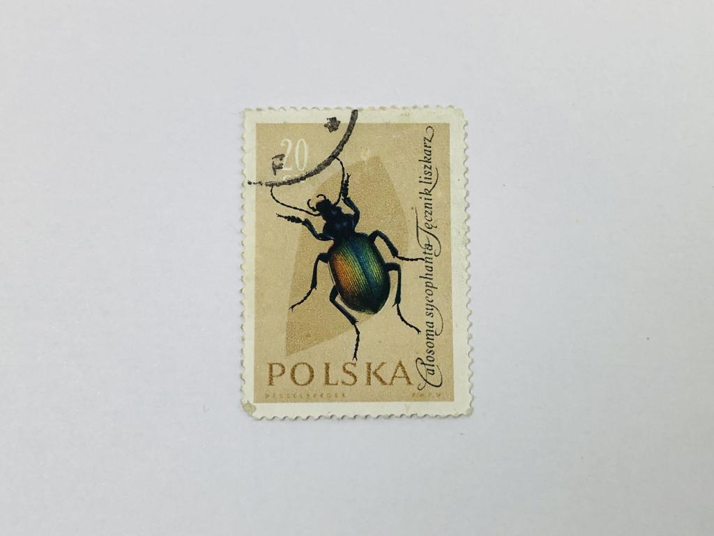 Насекомые. Красотел пахучий. Фауна. Польша. 1961. Михель: PL 1277. Гашен
