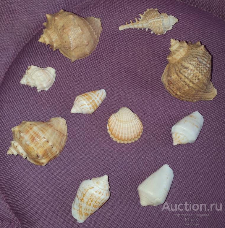 Ракушки морские и океанические для аквариума 10 штук -одним лотом