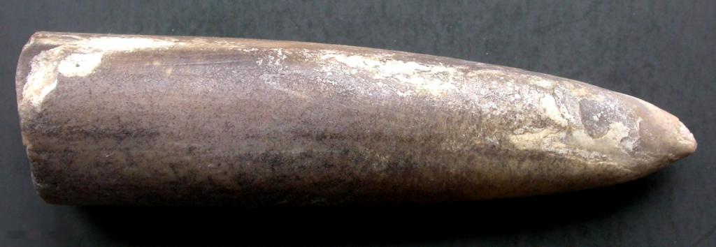 Довольно крупный белемнит. "Чертов палец". 12.3х3.2 см. 152 гр.