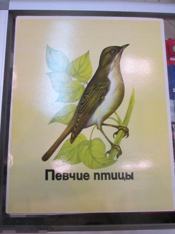 НАБОР КОРОБОК  ОТ СПИЧЕК  "ПЕВЧИЕ ПТИЦЫ" СССР  1970-е гг.