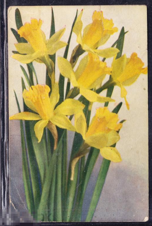 Цветы в стиле Кляйн штамп штемпель полевая почта 1943