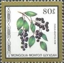 (1987-047) Сцепка (2 м) Монголия "Черемуха" Съедобные ягоды III 