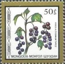 (1987-045) Сцепка (2 м) Монголия "Смородина высочайшая" Съедобные ягоды III 