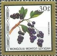 (1987-043) Сцепка (2 м) Монголия "Черная смородина " Съедобные ягоды III 