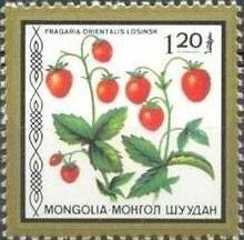 (1987-048) Сцепка (2 м) Монголия "Земляника восточная" Съедобные ягоды III 