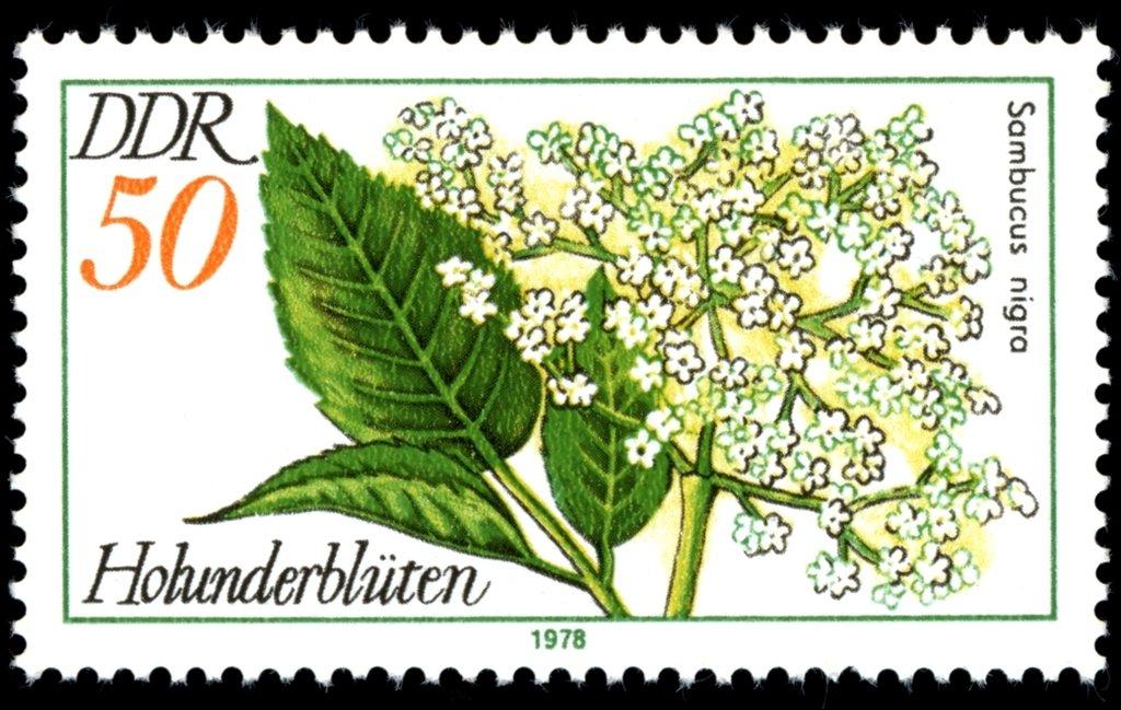 (1978-006) Марка Германия (ГДР) "Бузина чёрная" Лекарственные растения II 
