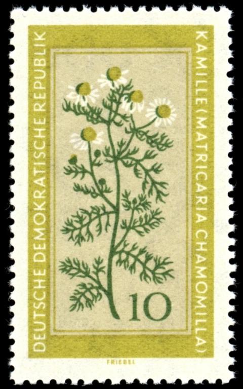 (1960-013) Марка Германия (ГДР) "Ромашка аптечная" Лекарственные растения III O