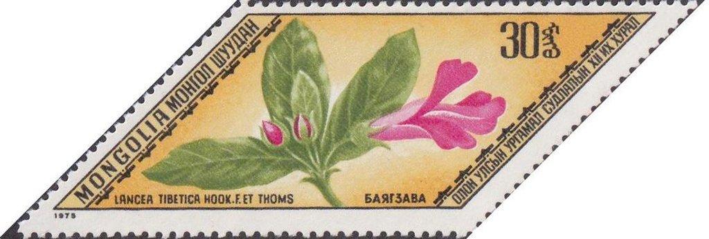 (1975-004) Марка Монголия "Ланцея тибетская" Редкие лекарственные растения III 